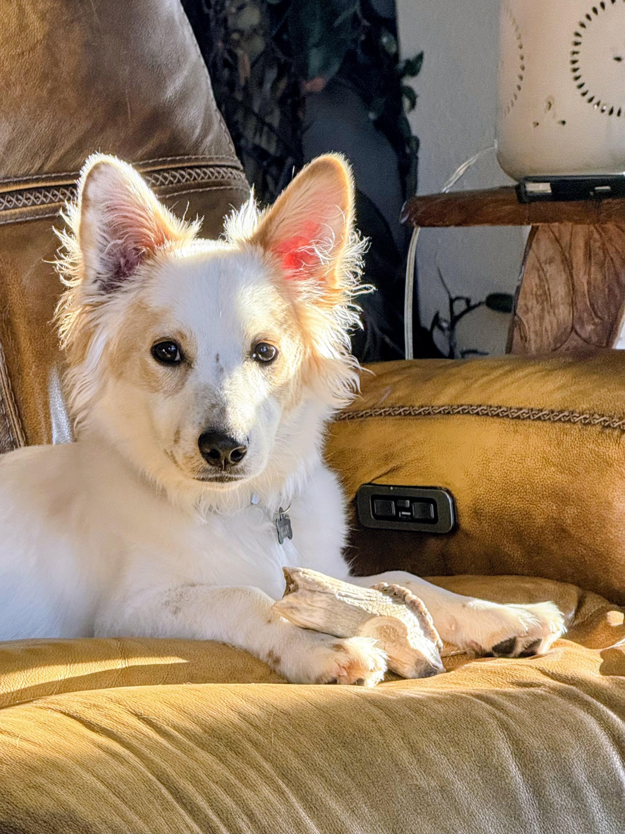 Harry, Adoptable, Young Male Corgi & Australian Shepherd.