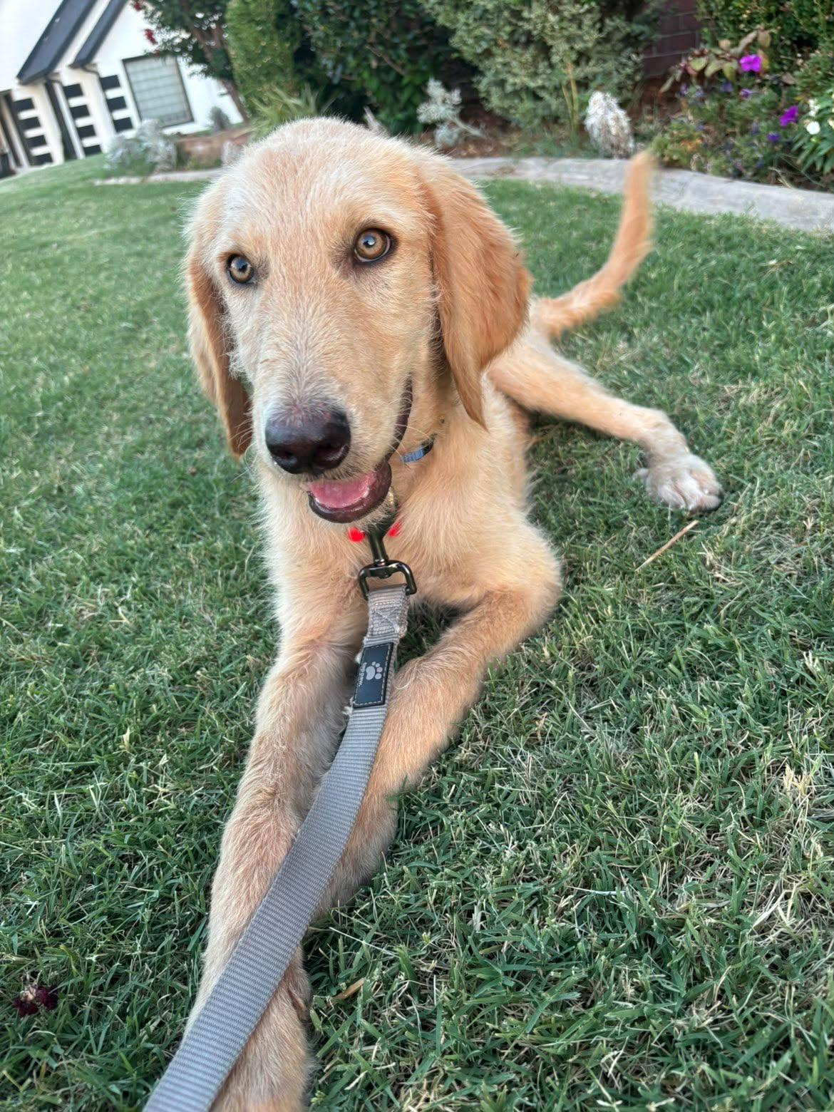 Enlarge Halo, a ADOPTABLE mixed breed in Kiowa, OK image 5/6