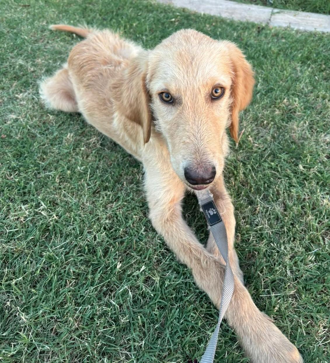 Enlarge Halo, a ADOPTABLE mixed breed in Kiowa, OK image 3/6