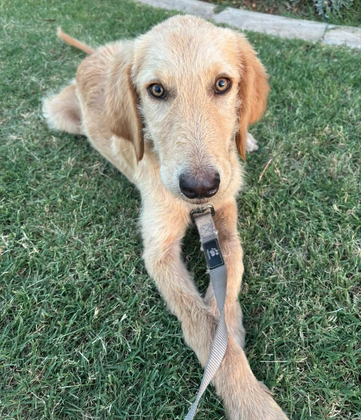 Halo, ADOPTABLE, Puppy Male Great Pyrenees.