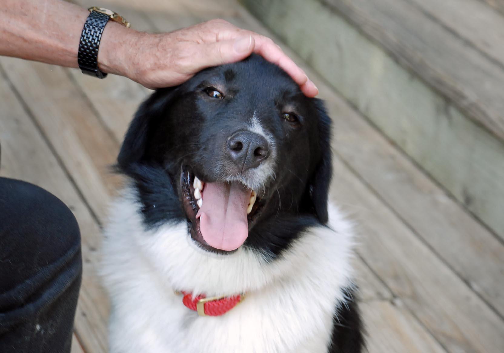 Rio, Adoptable, Young Male Border Collie & Labrador Retriever.