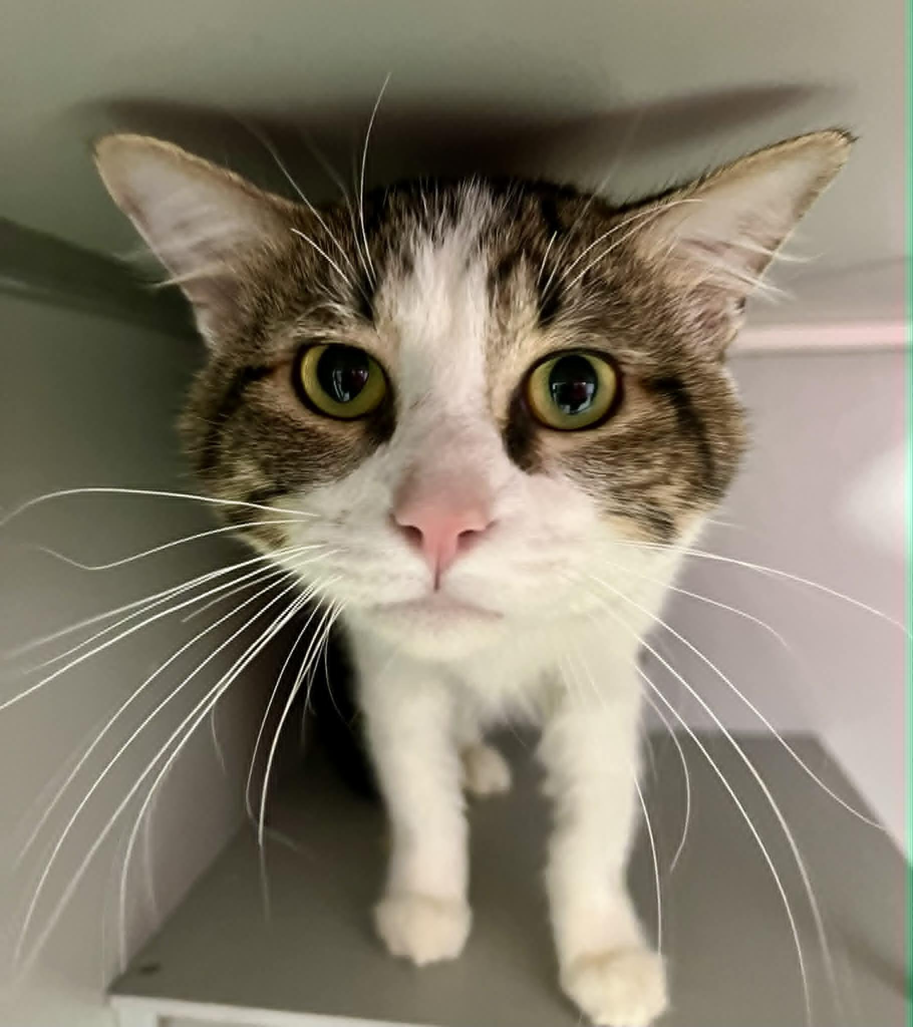 Enlarge Carver , a ADOPTABLE Domestic Short Hair in Moundsville, WV image 1/1