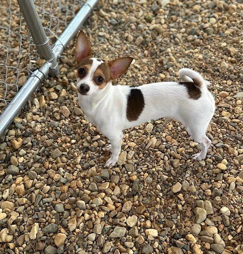 Enlarge Merlin, a Adoptable mixed breed in Marshall, TX image 1/1
