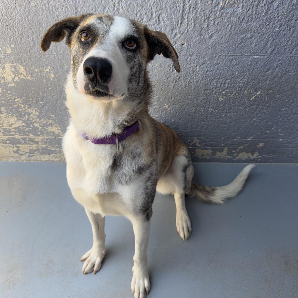 CALI, Adoptable, Adult Female Catahoula Leopard Dog & Mixed Breed.