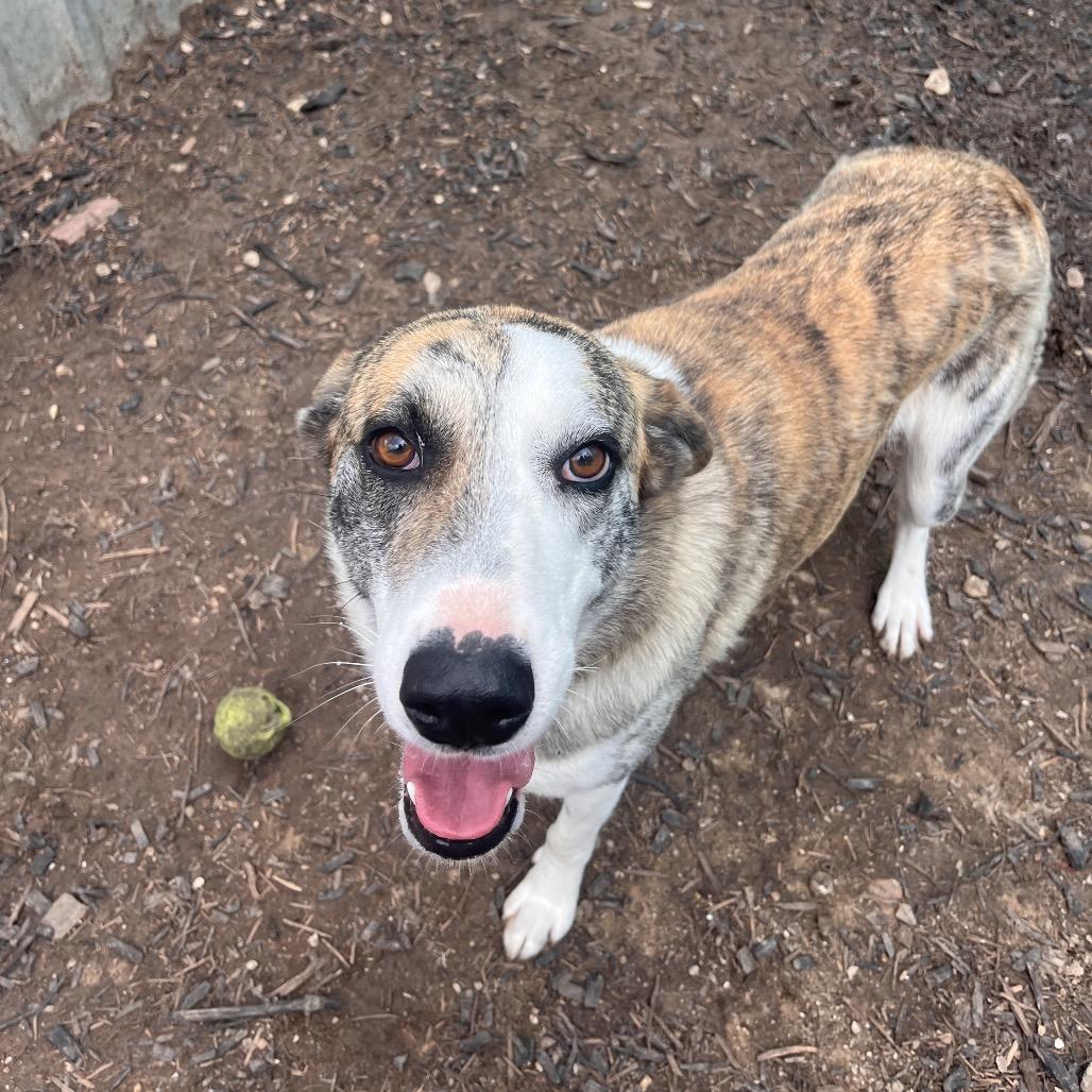 Enlarge CALI, a Adoptable mixed breed in Kyle, TX image 2/5