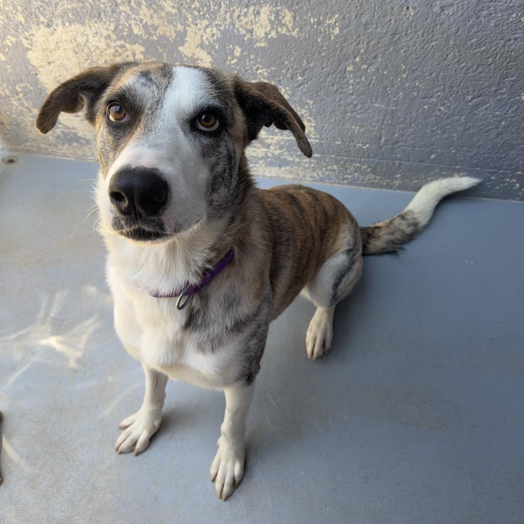 Enlarge CALI, a Adoptable mixed breed in Kyle, TX image 3/5