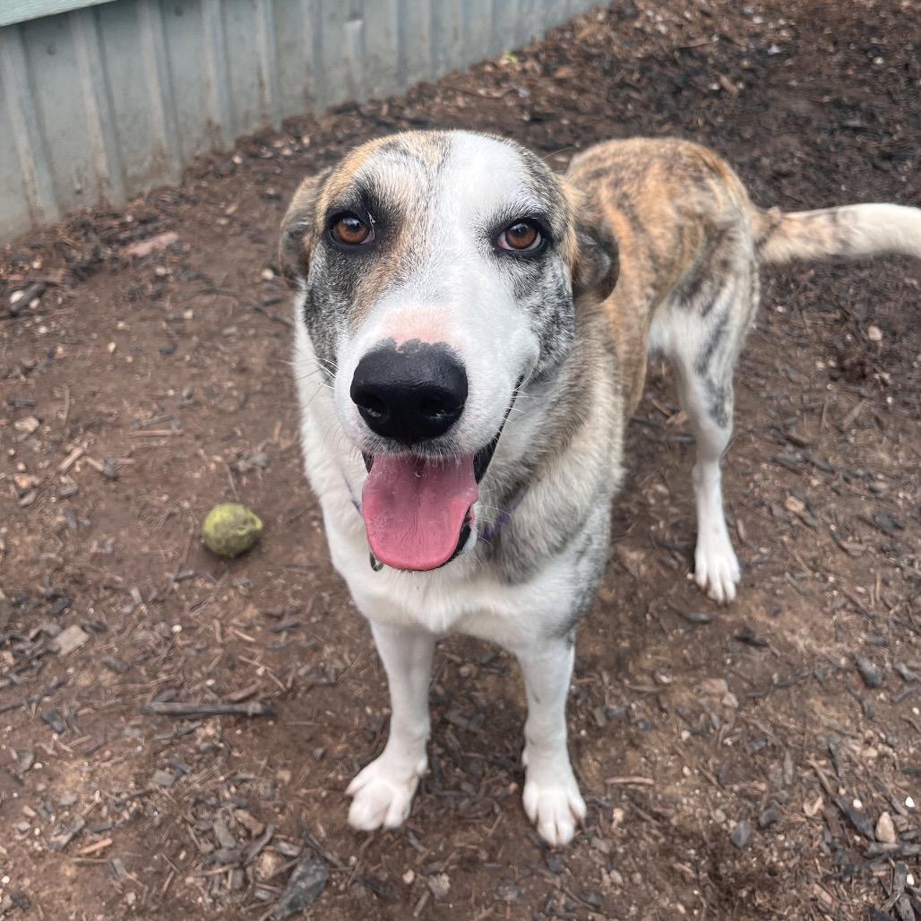 Enlarge CALI, a Adoptable mixed breed in Kyle, TX image 4/5