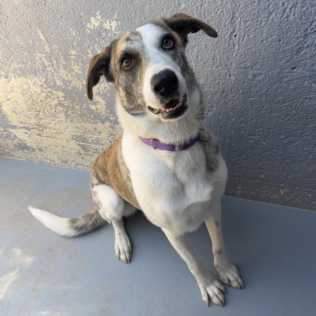 Enlarge CALI, a Adoptable mixed breed in Kyle, TX image 5/5