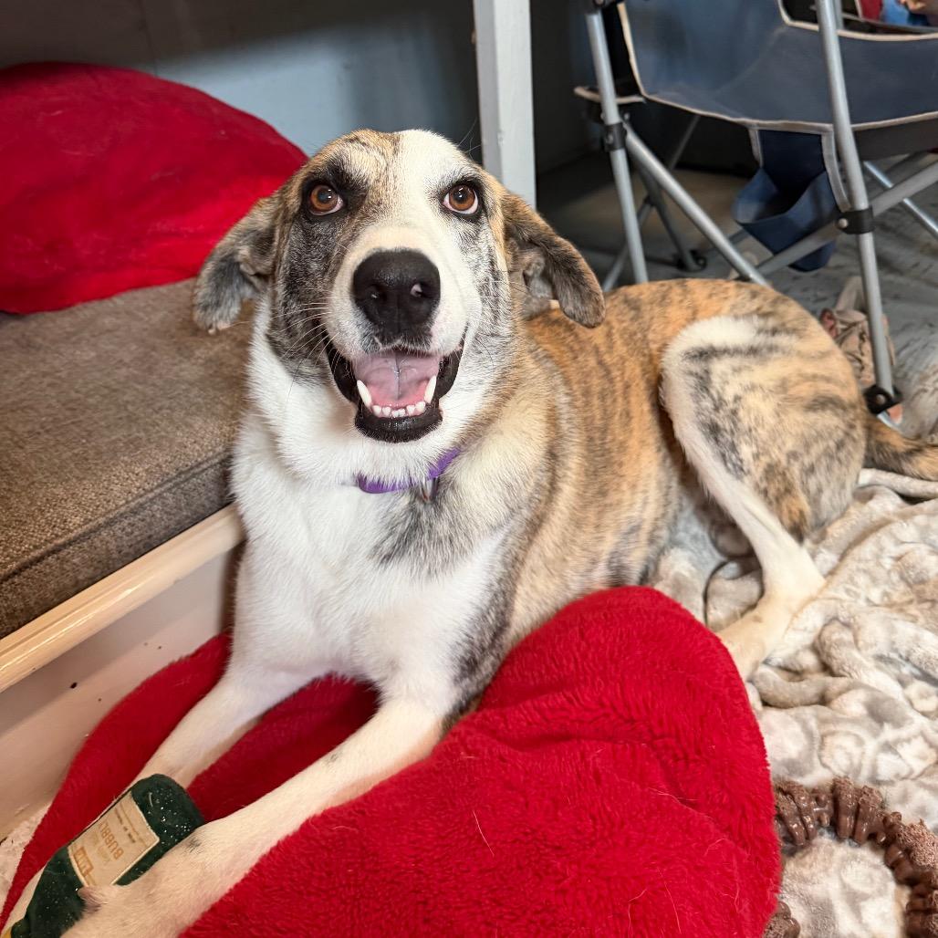 CALI, a Adoptable mixed breed in Kyle, TX image 6/6