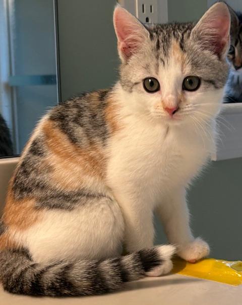 Enlarge Callie, an adopted Domestic Medium Hair in Belmont, NC image 1/4