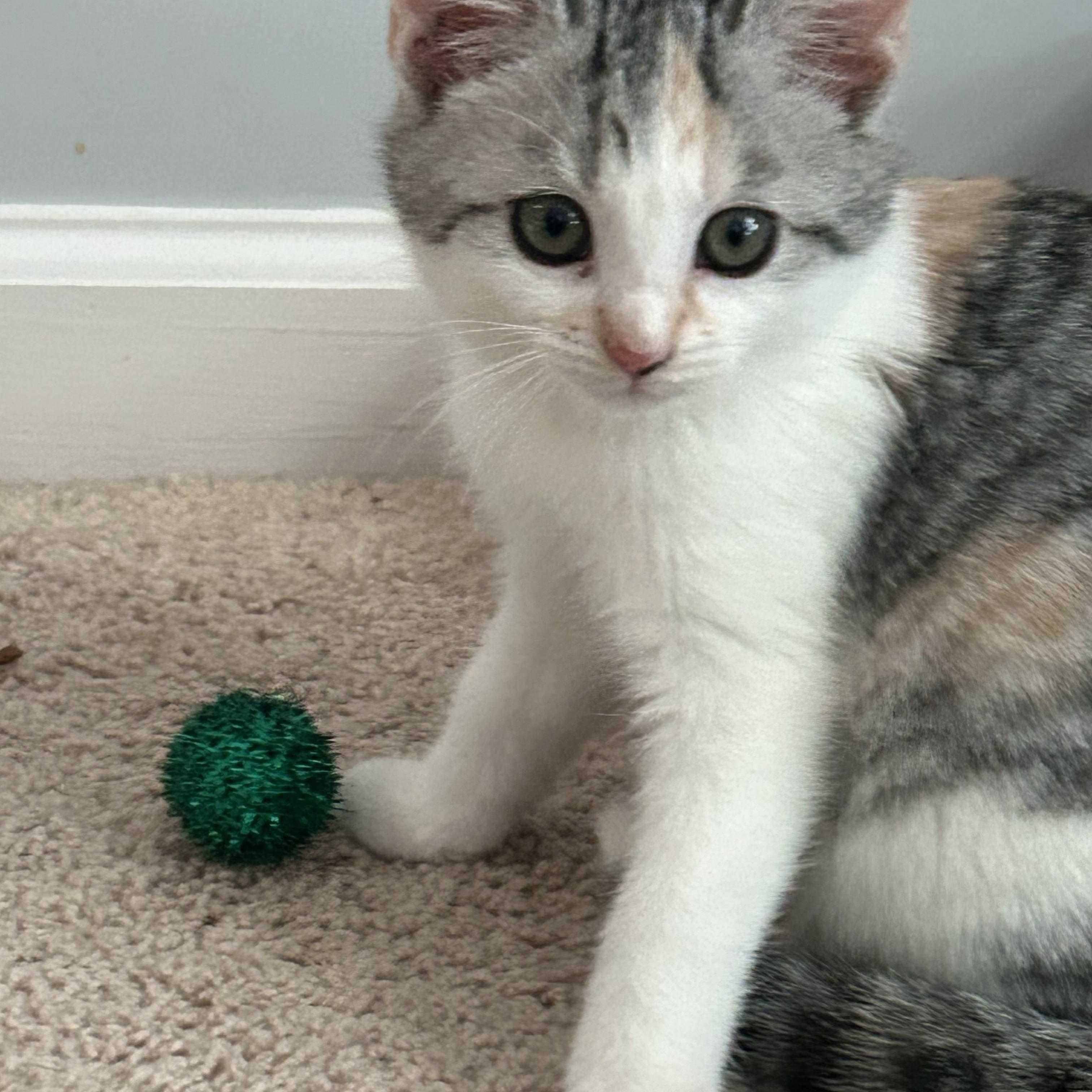 Enlarge Callie, an adopted Domestic Medium Hair in Belmont, NC image 2/4