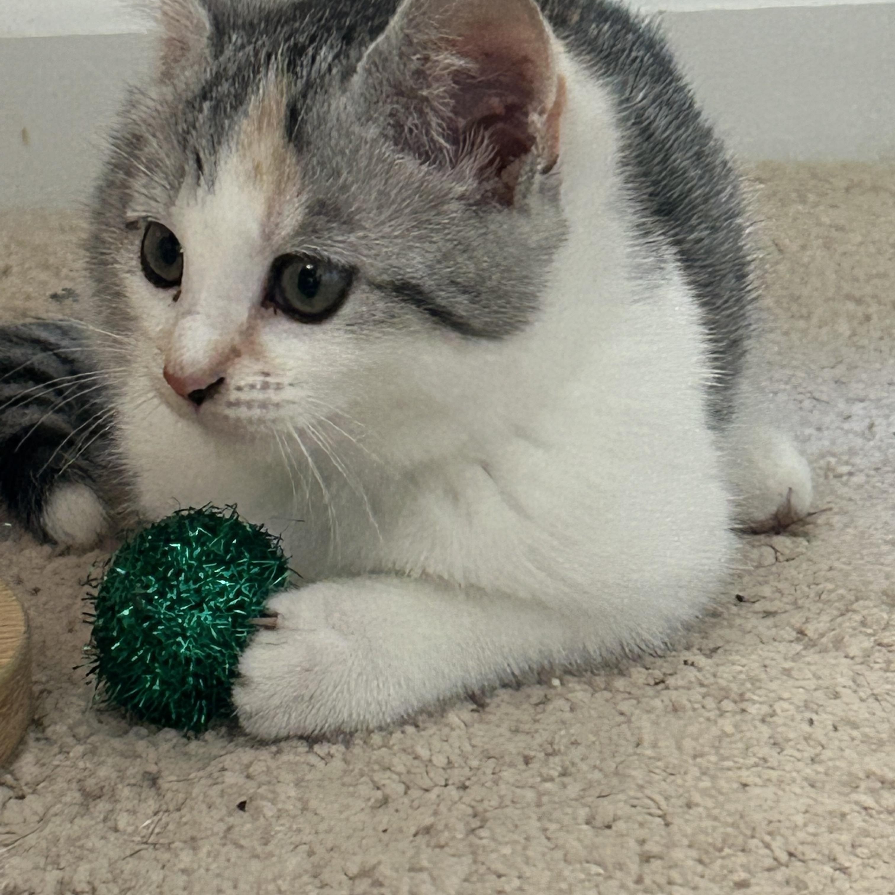 Enlarge Callie, an adopted Domestic Medium Hair in Belmont, NC image 3/4