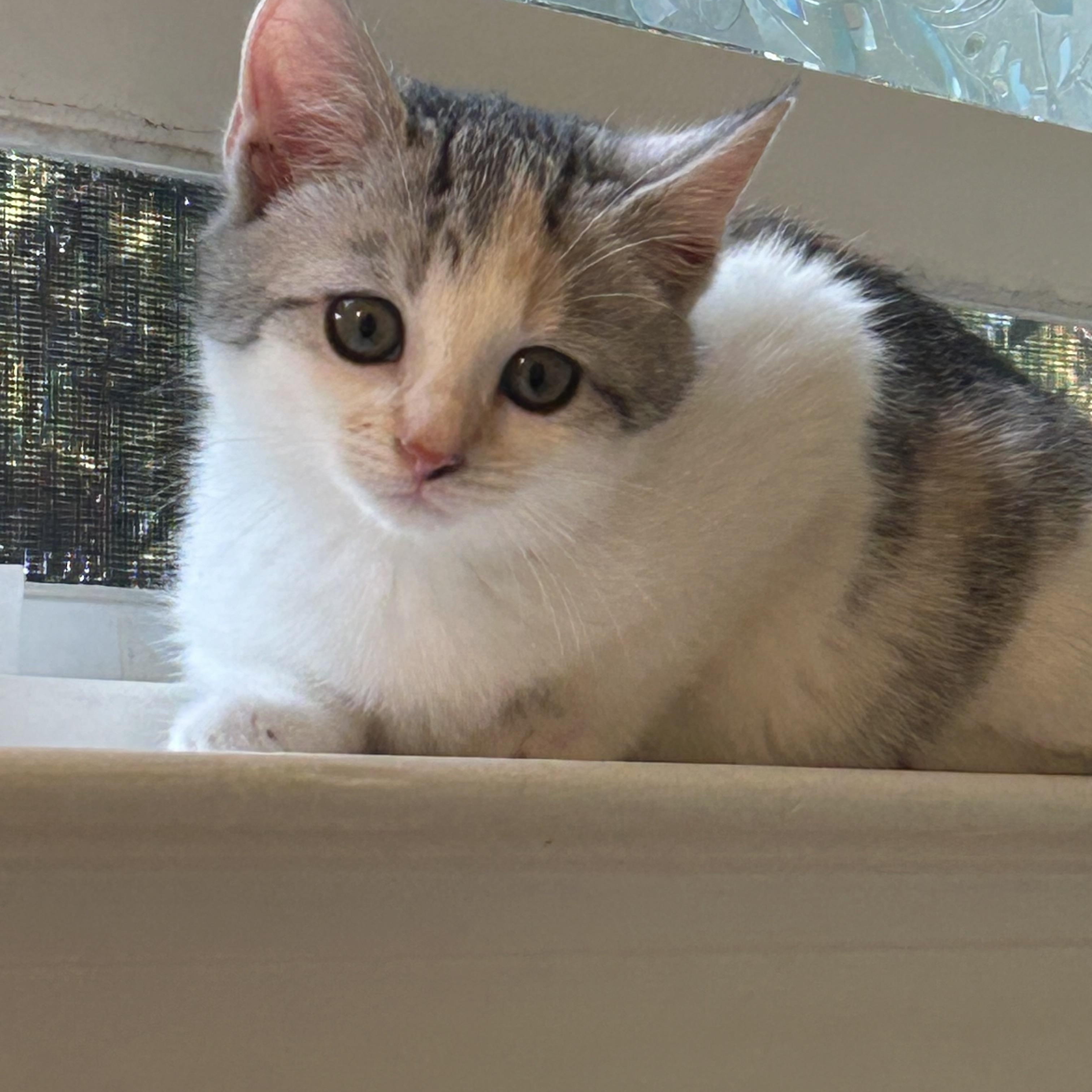 Enlarge Callie, an adopted Domestic Medium Hair in Belmont, NC image 4/4