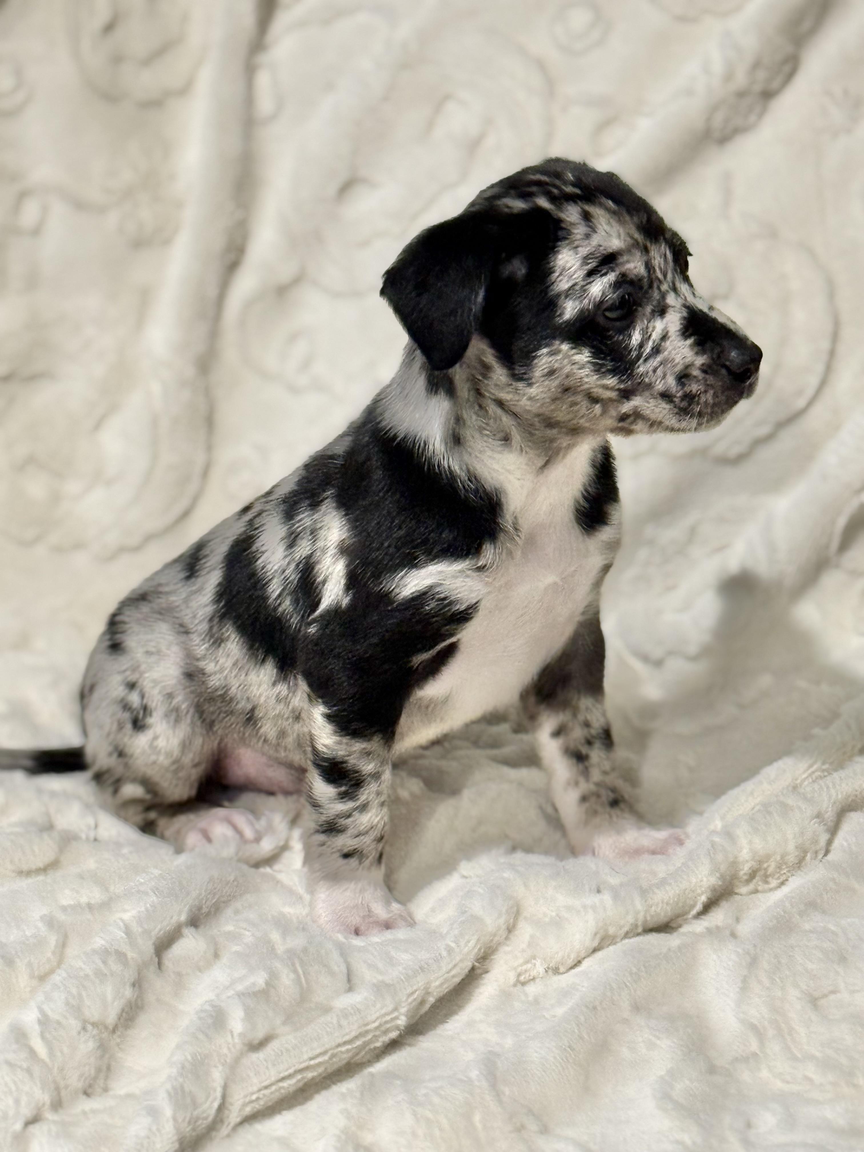 Enlarge RENO, a ADOPTABLE mixed breed in Hales corners, WI image 2/2