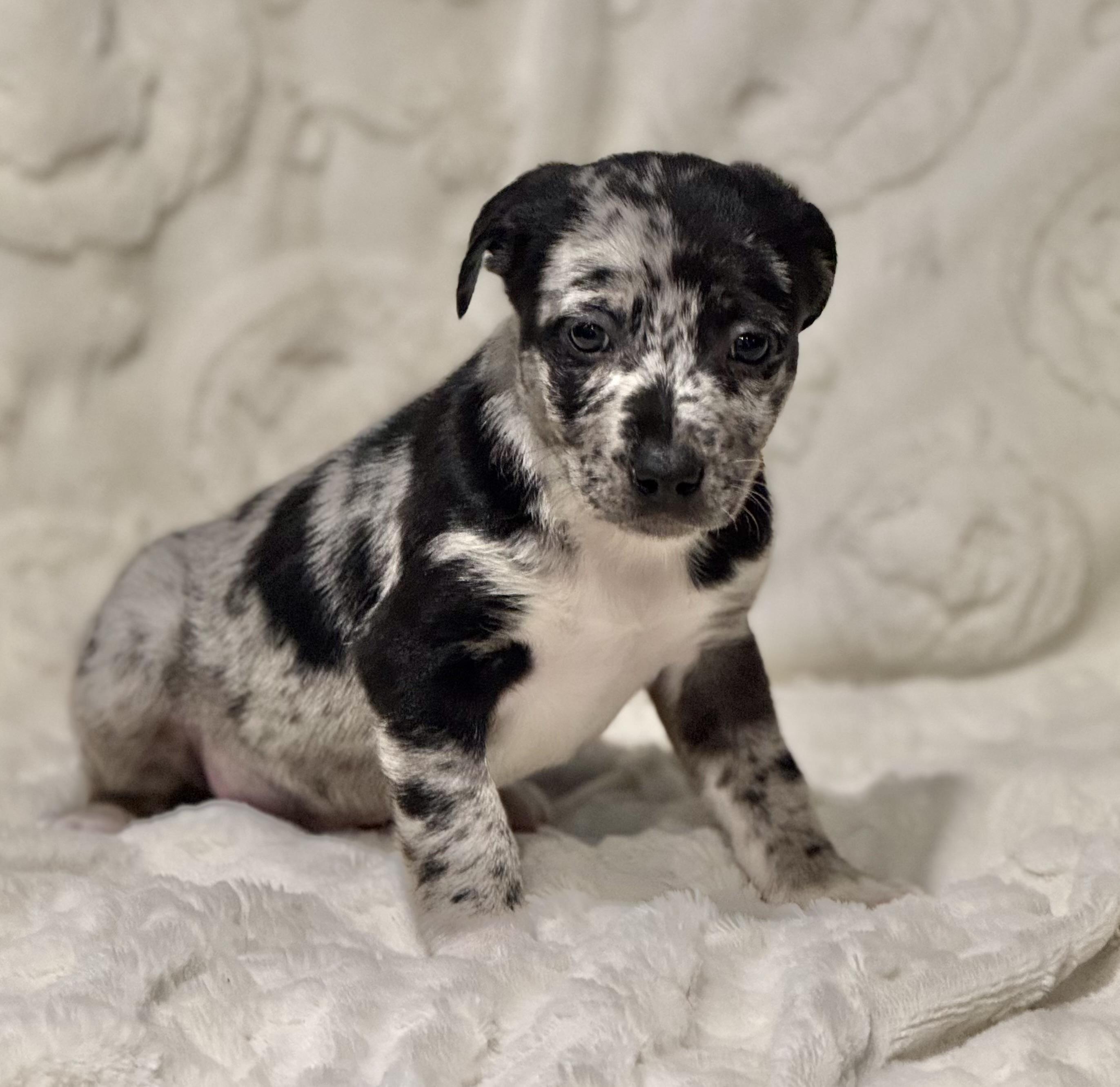 Enlarge RENO, a ADOPTABLE mixed breed in Hales corners, WI image 1/2