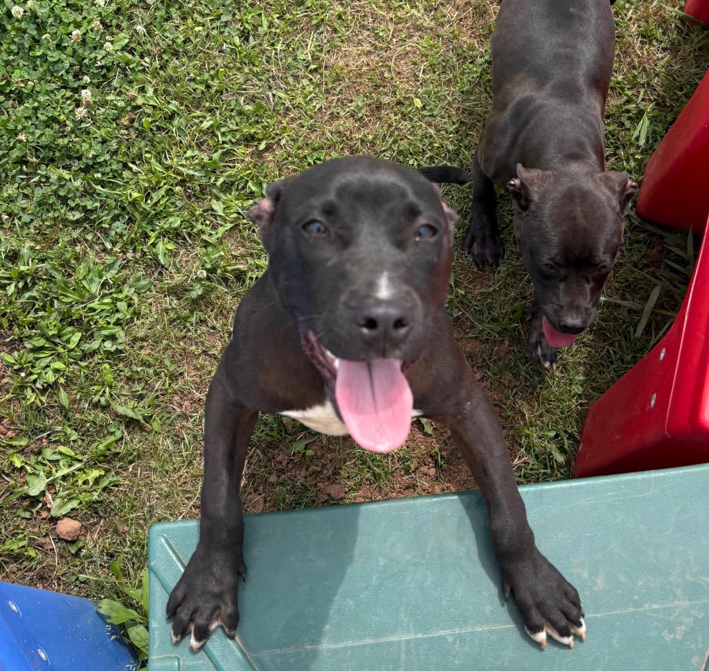 Wade, Adoptable, Puppy Male Mixed Breed.