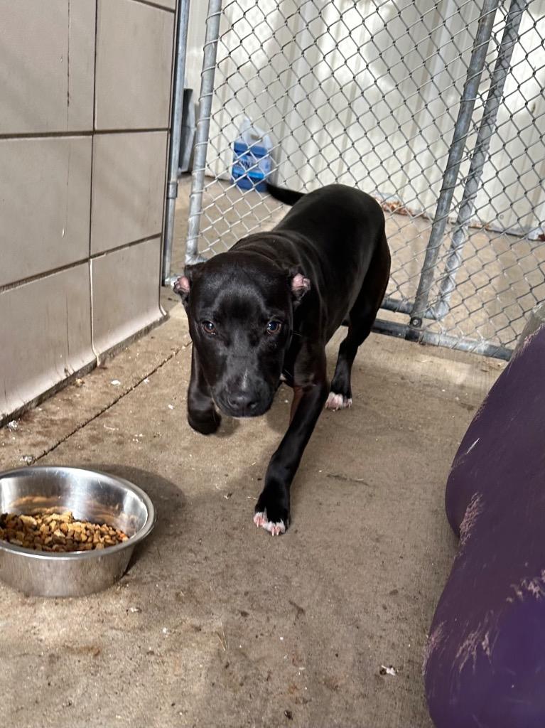 Wade, a Adoptable Mixed Breed in Bossier City, LA image 2/4