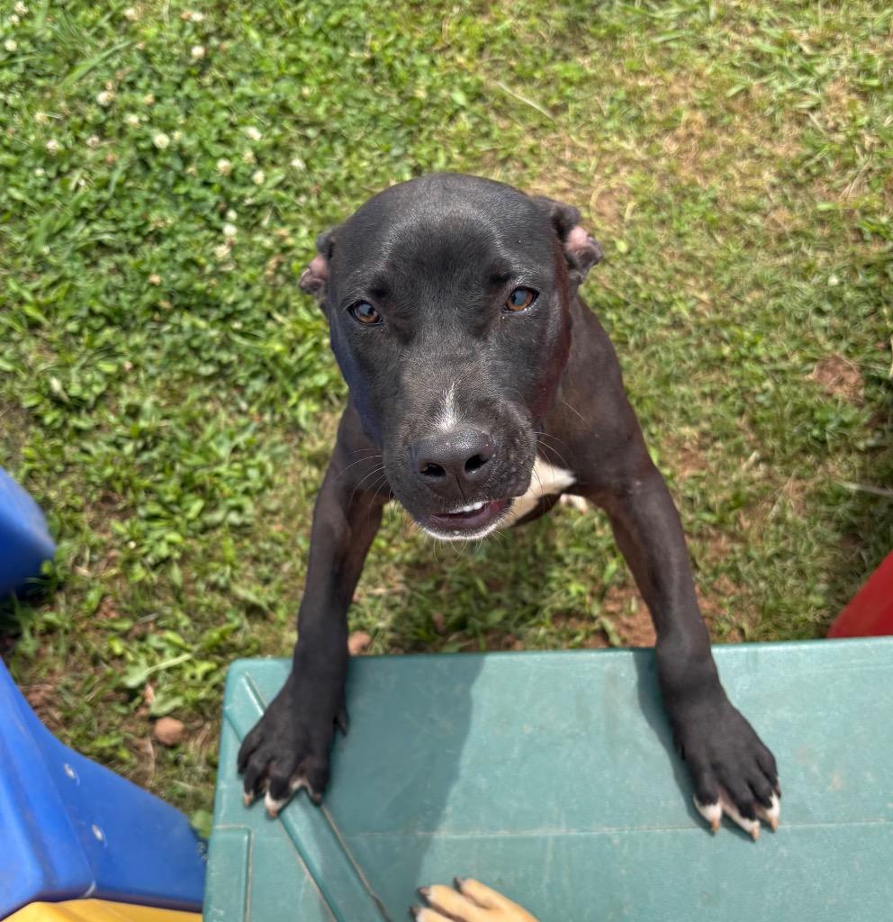 Wade, a Adoptable Mixed Breed in Bossier City, LA image 3/4