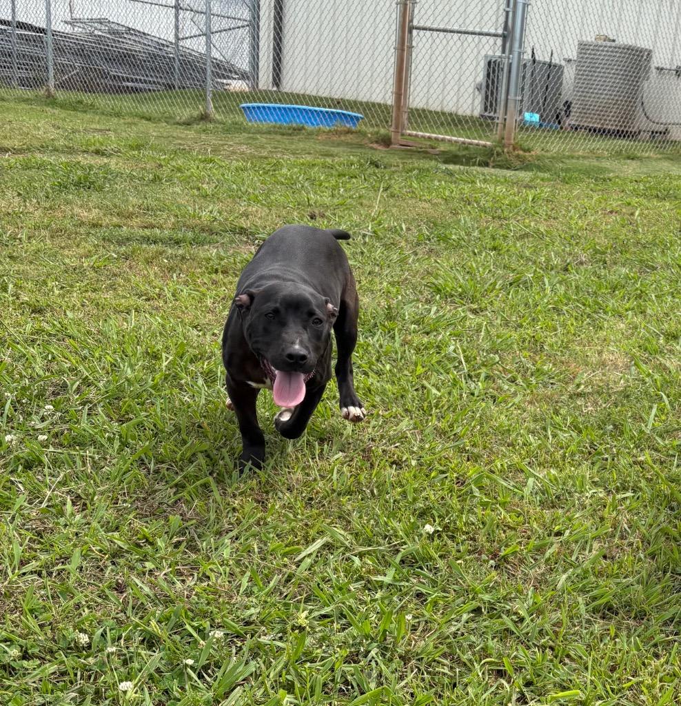 Wade, a Adoptable Mixed Breed in Bossier City, LA image 4/4