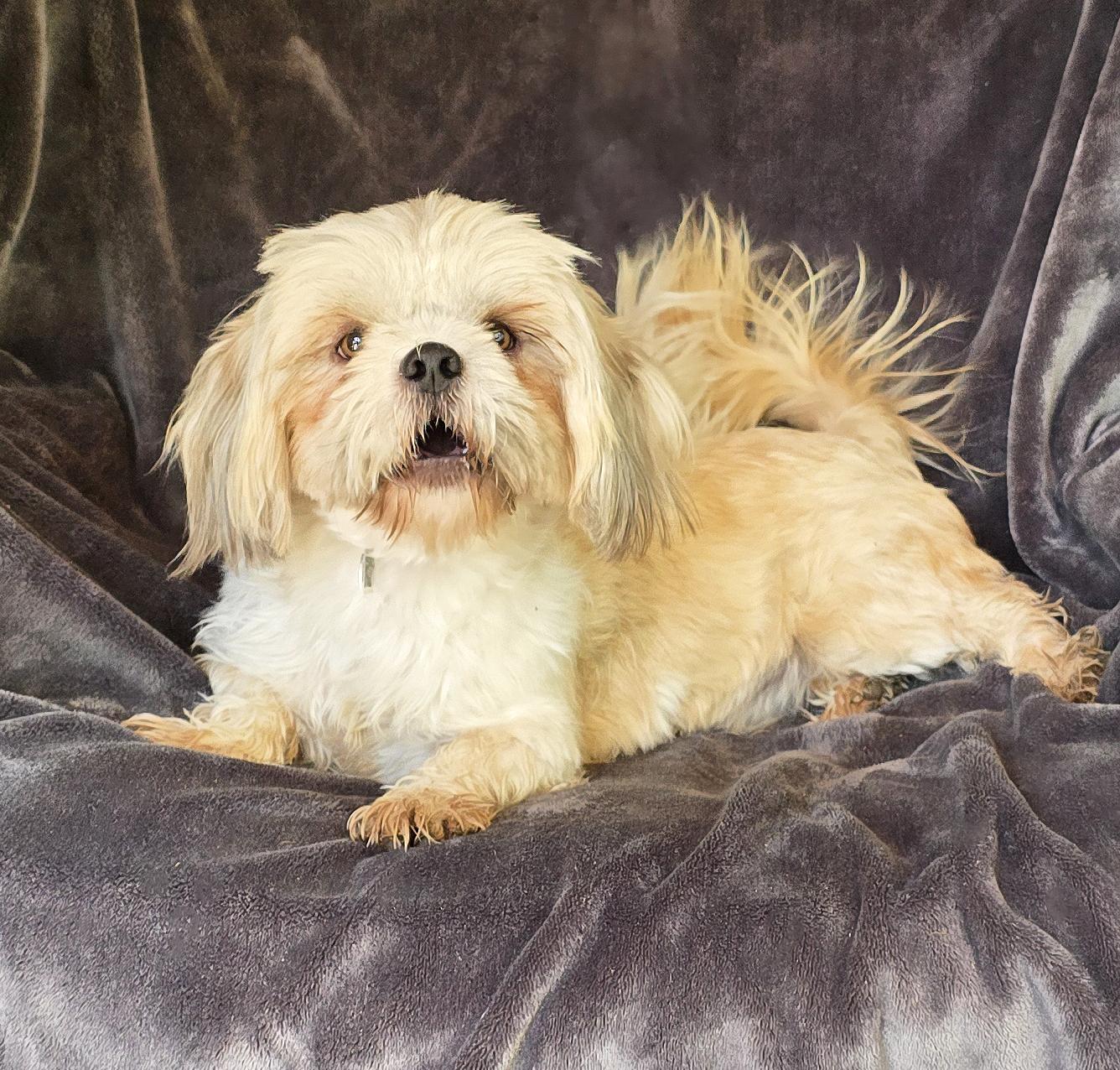 Affectionate Lil Mr Attashu = BEST of Show !