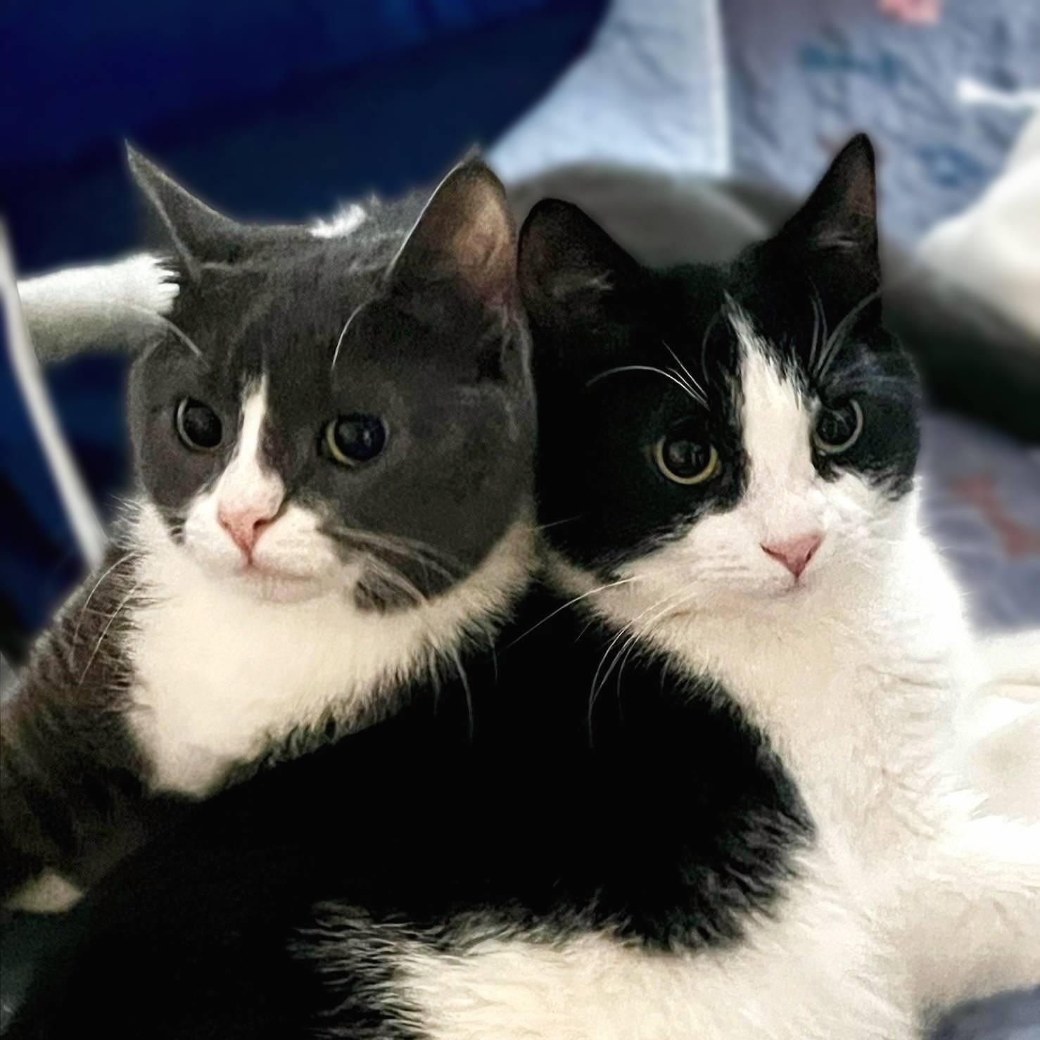 Enlarge Domino & Jenga (Wobble Sisters), a Adoptable Domestic Short Hair in Lemoyne, PA image 1/3