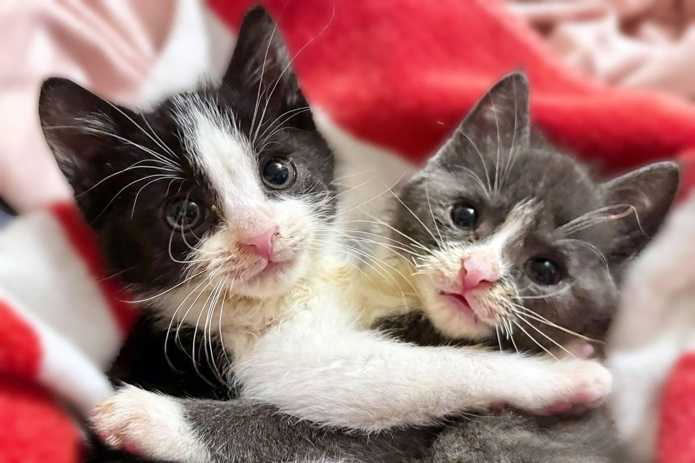 Enlarge Domino & Jenga (Wobble Sisters), a Adoptable Domestic Short Hair in Lemoyne, PA image 3/3