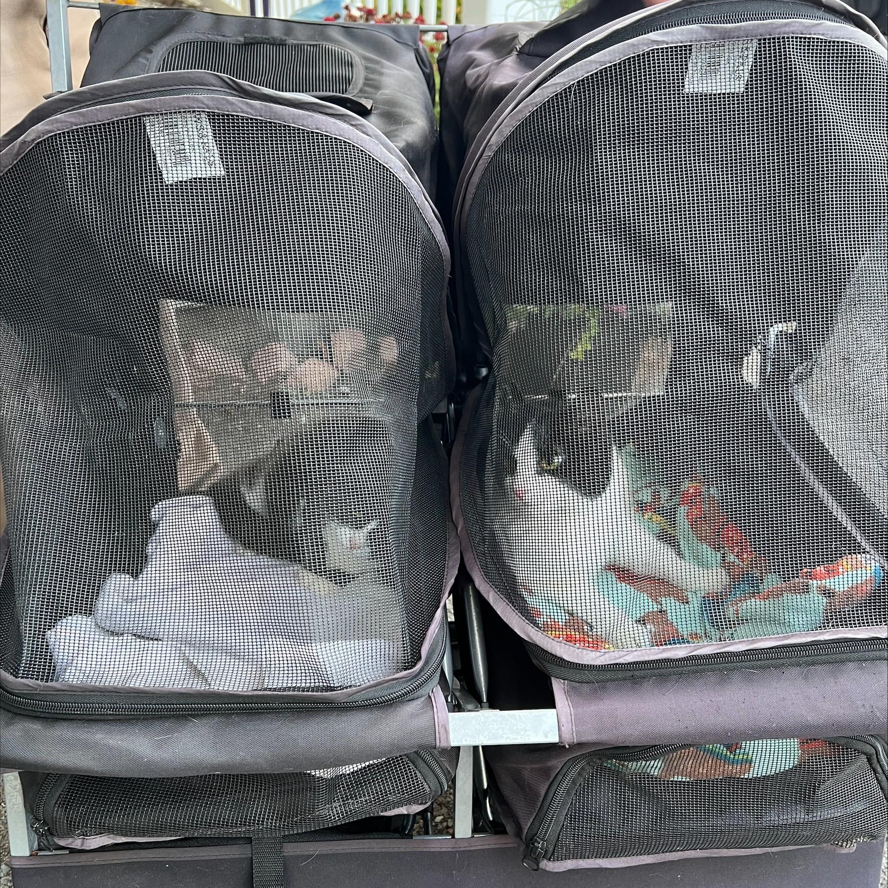 Domino & Jenga (Wobble Sisters)