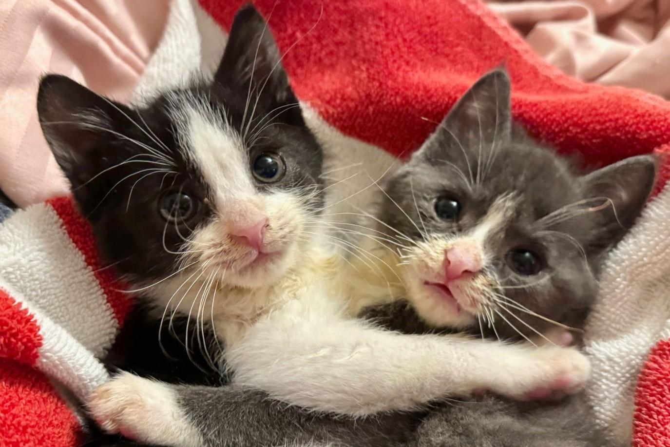 Domino & Jenga (Wobble Sisters)