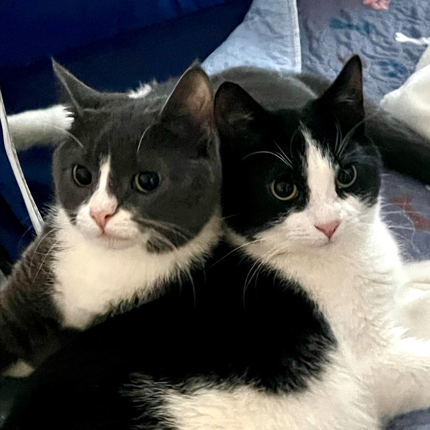 Domino & Jenga (Wobble Sisters)