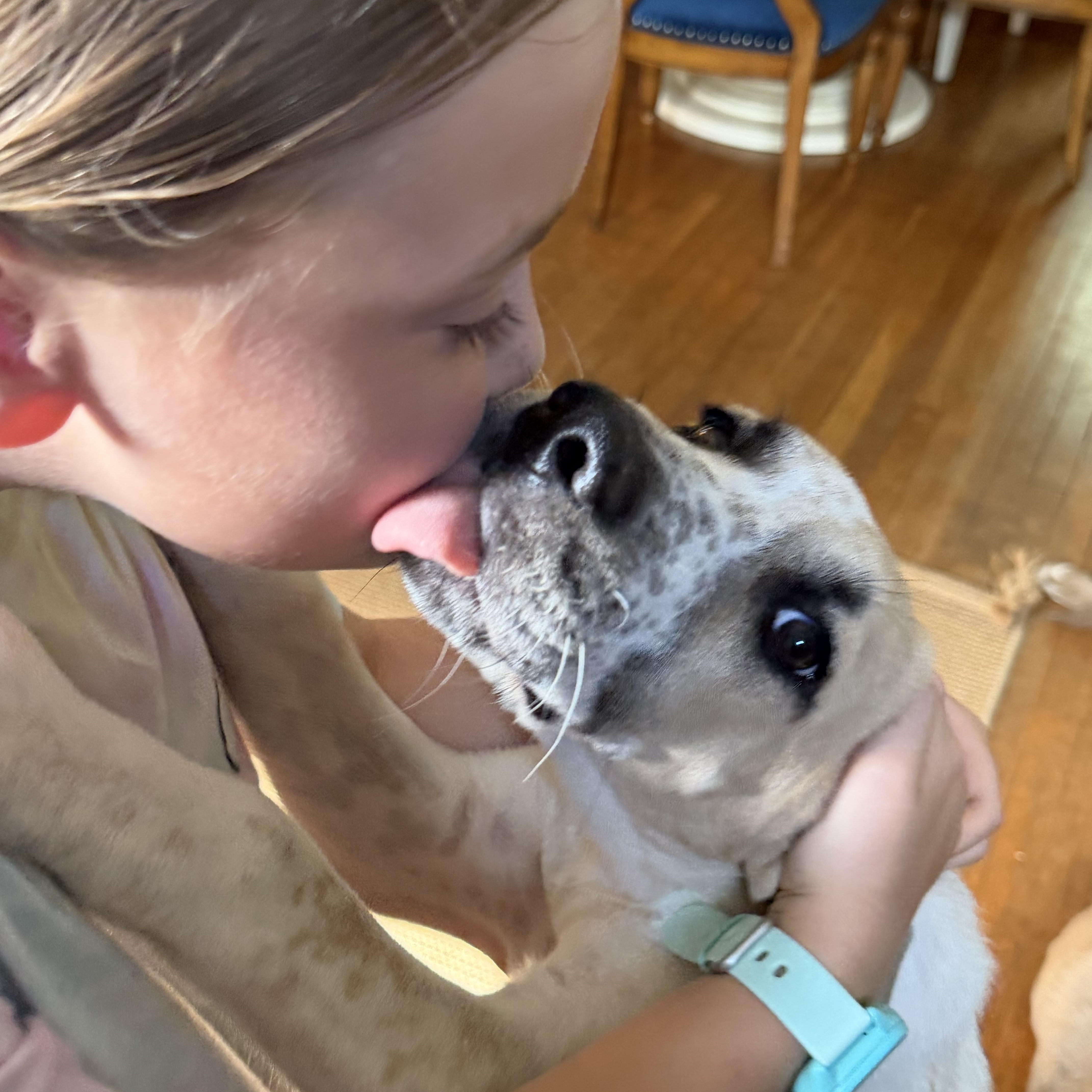 Enlarge GRETA, a Adoptable mixed breed in Dumont, NJ image 4/6