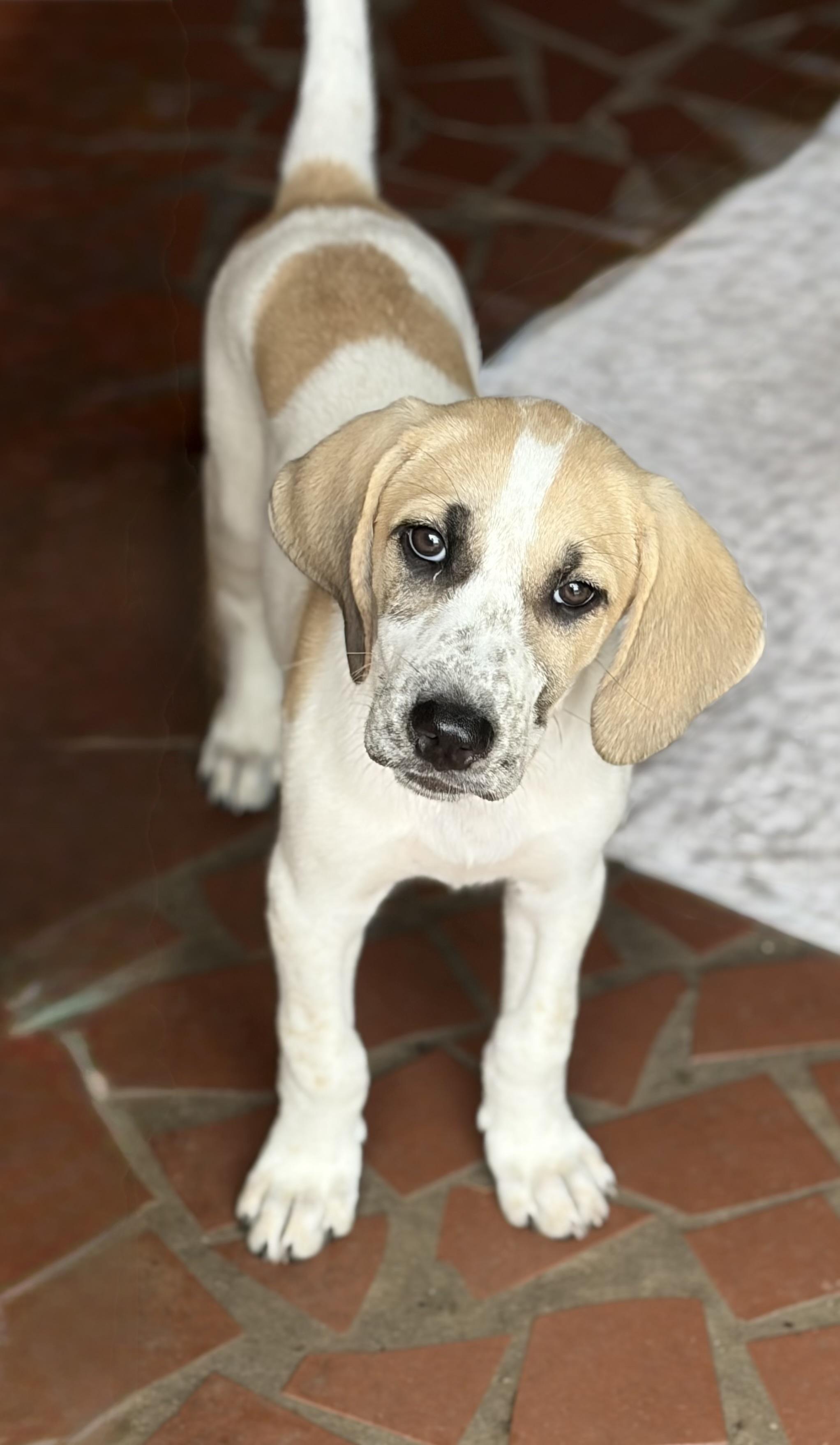Enlarge GRETA, a Adoptable mixed breed in Dumont, NJ image 1/6