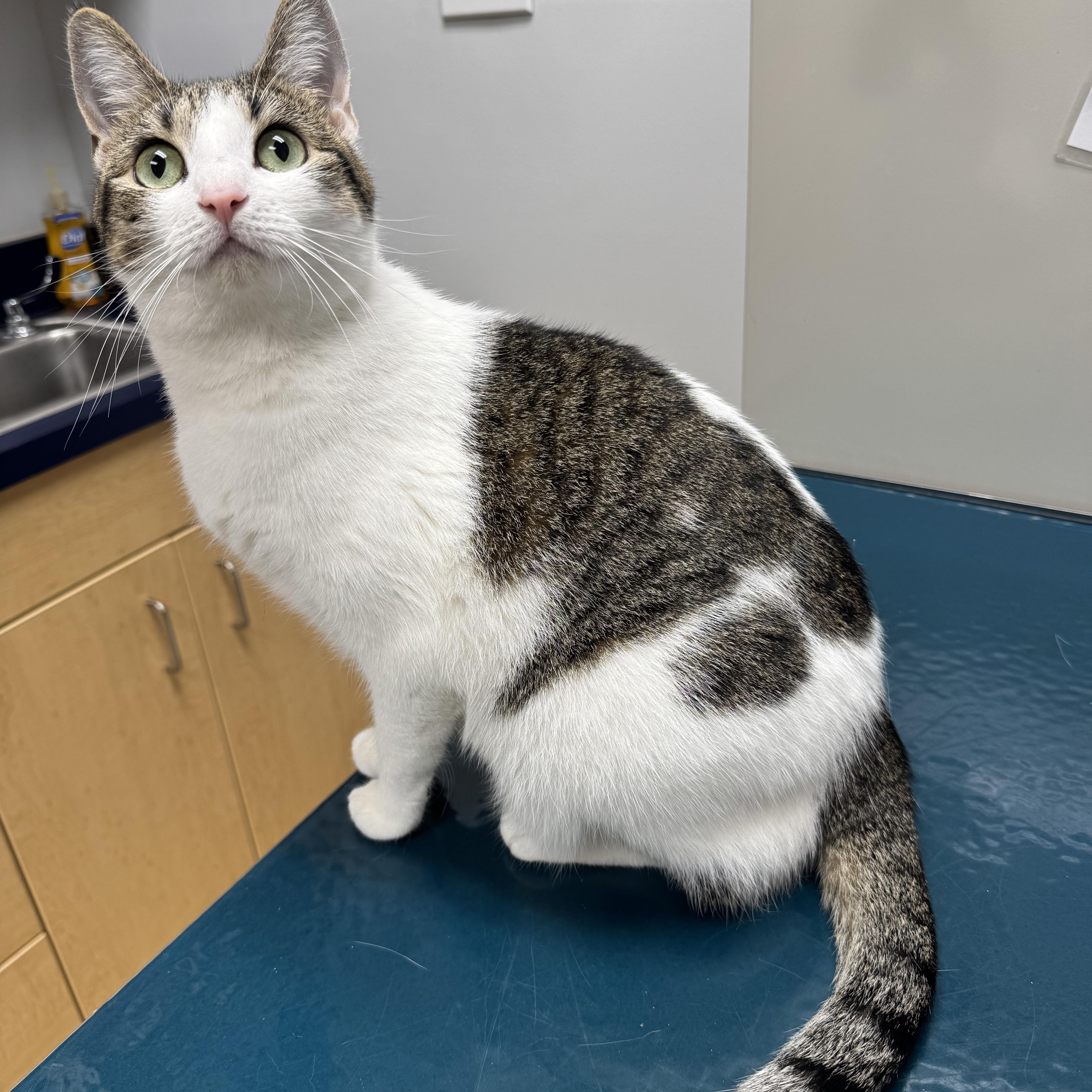 Stripes, Adoptable, Young Female Domestic Short Hair.