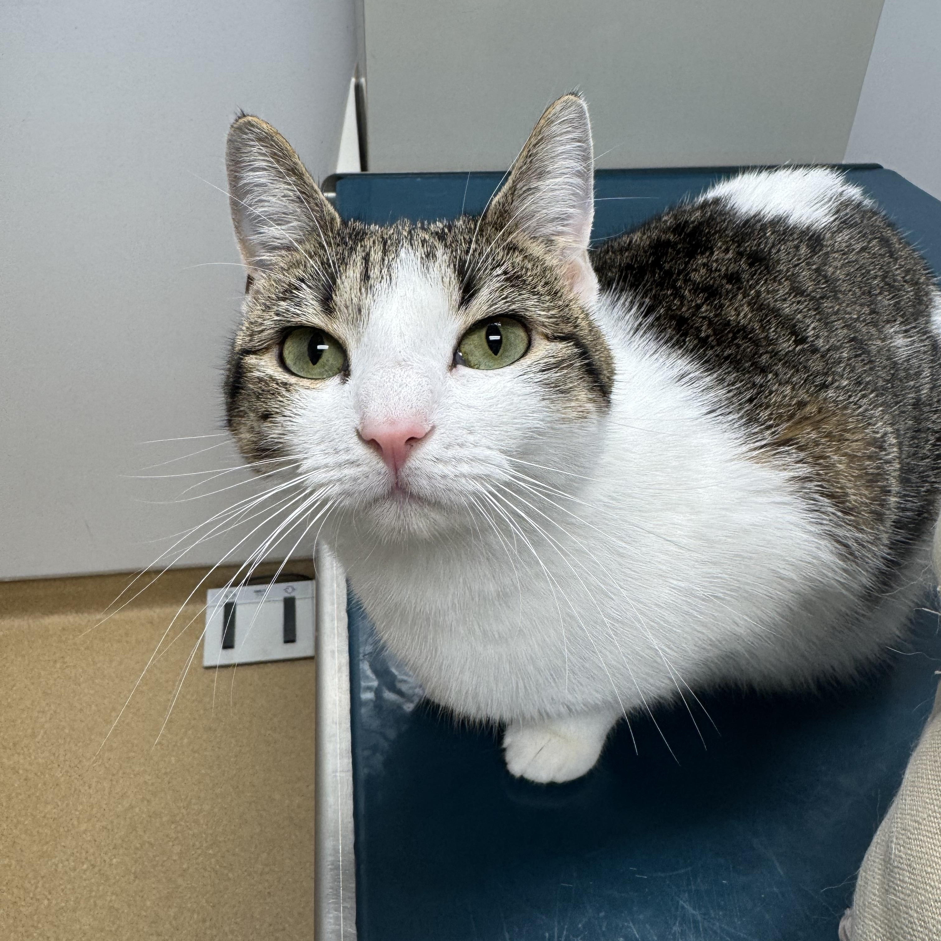 Stripes, a Adoptable Domestic Short Hair in Tallahassee, FL image 3/5