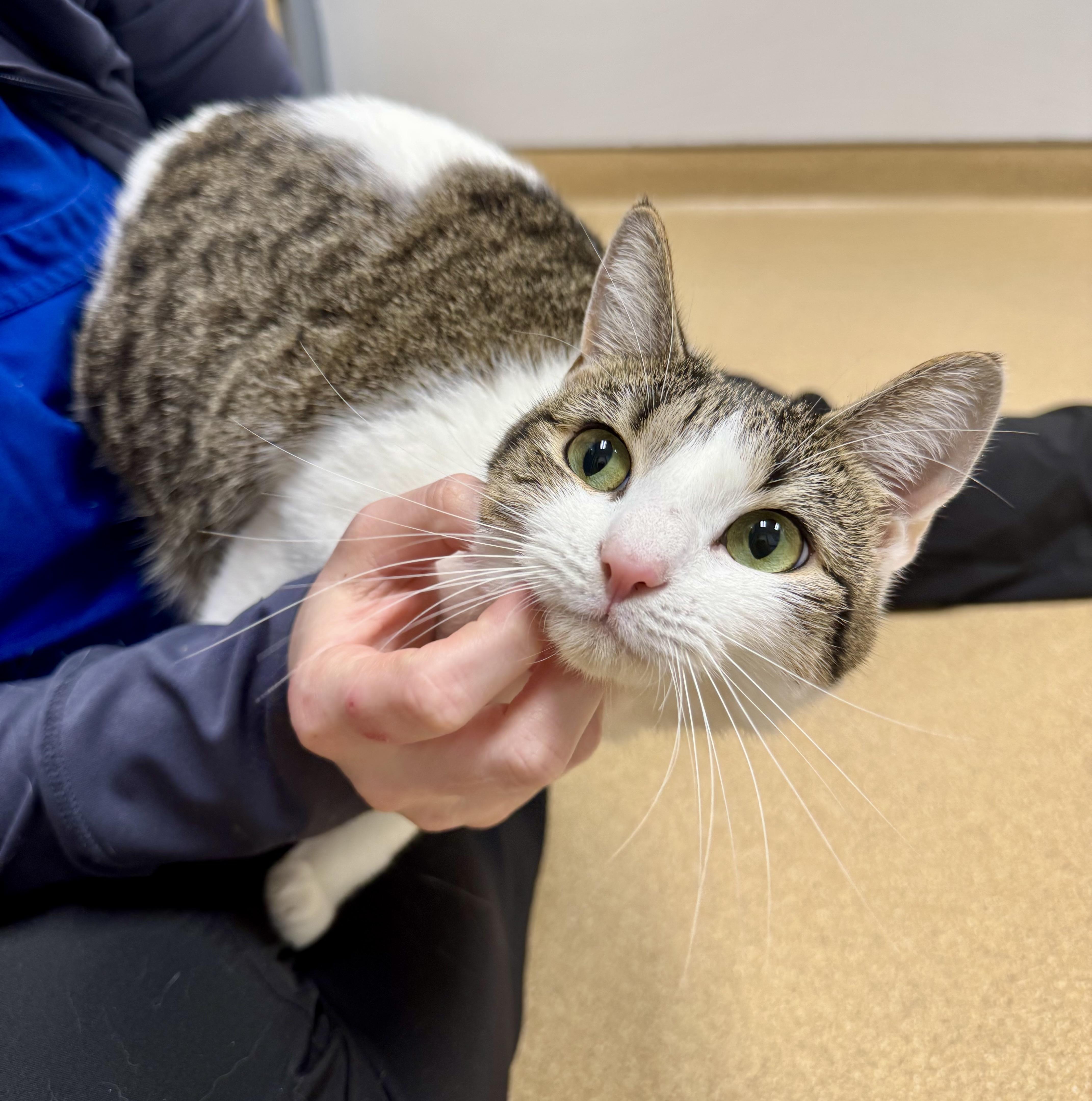 Stripes, a Adoptable Domestic Short Hair in Tallahassee, FL image 4/5