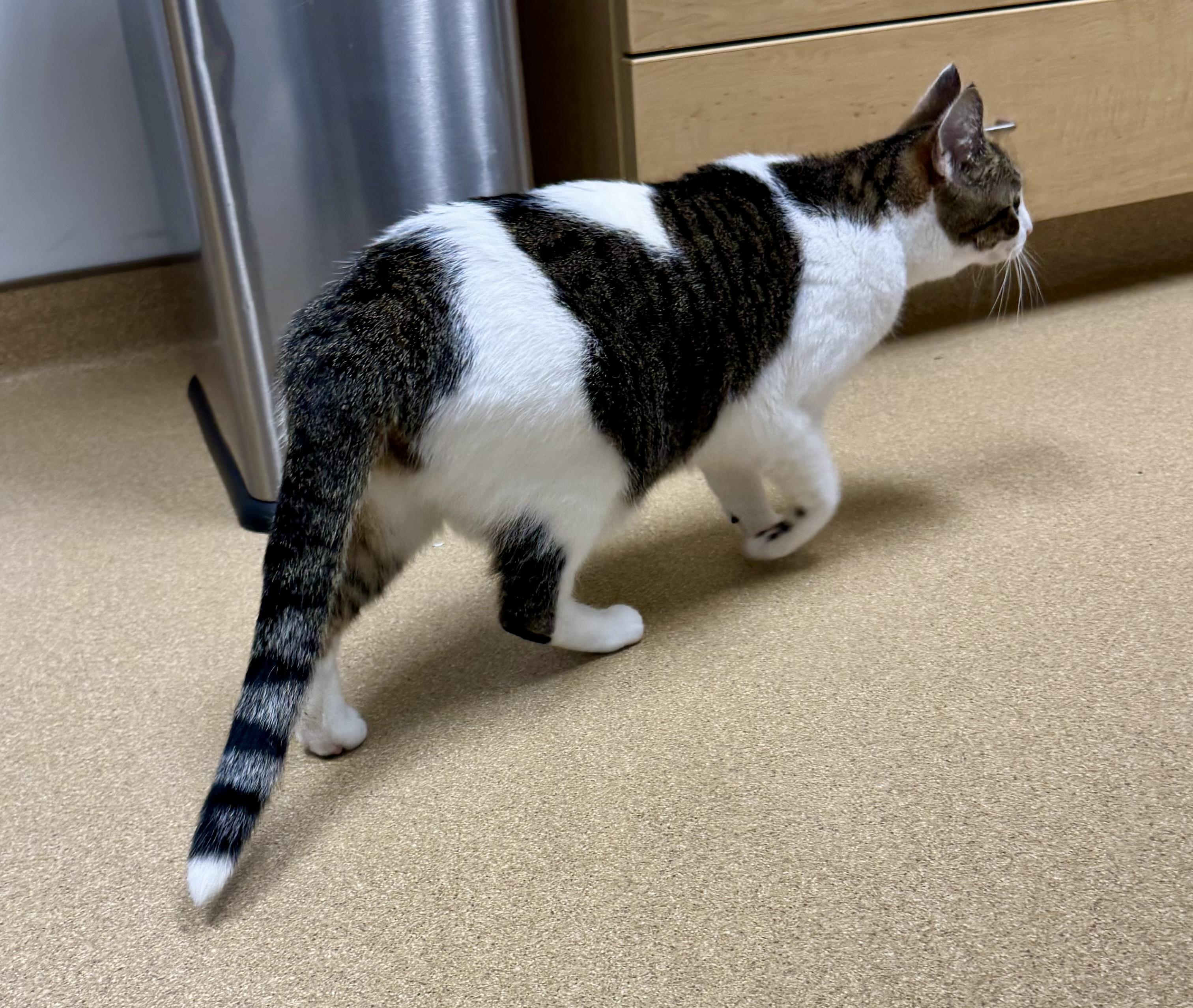 Stripes, a Adoptable Domestic Short Hair in Tallahassee, FL image 5/5