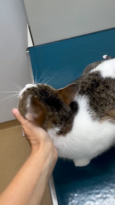 Enlarge Stripes, a Adoptable Domestic Short Hair in Tallahassee, FL video 2/5