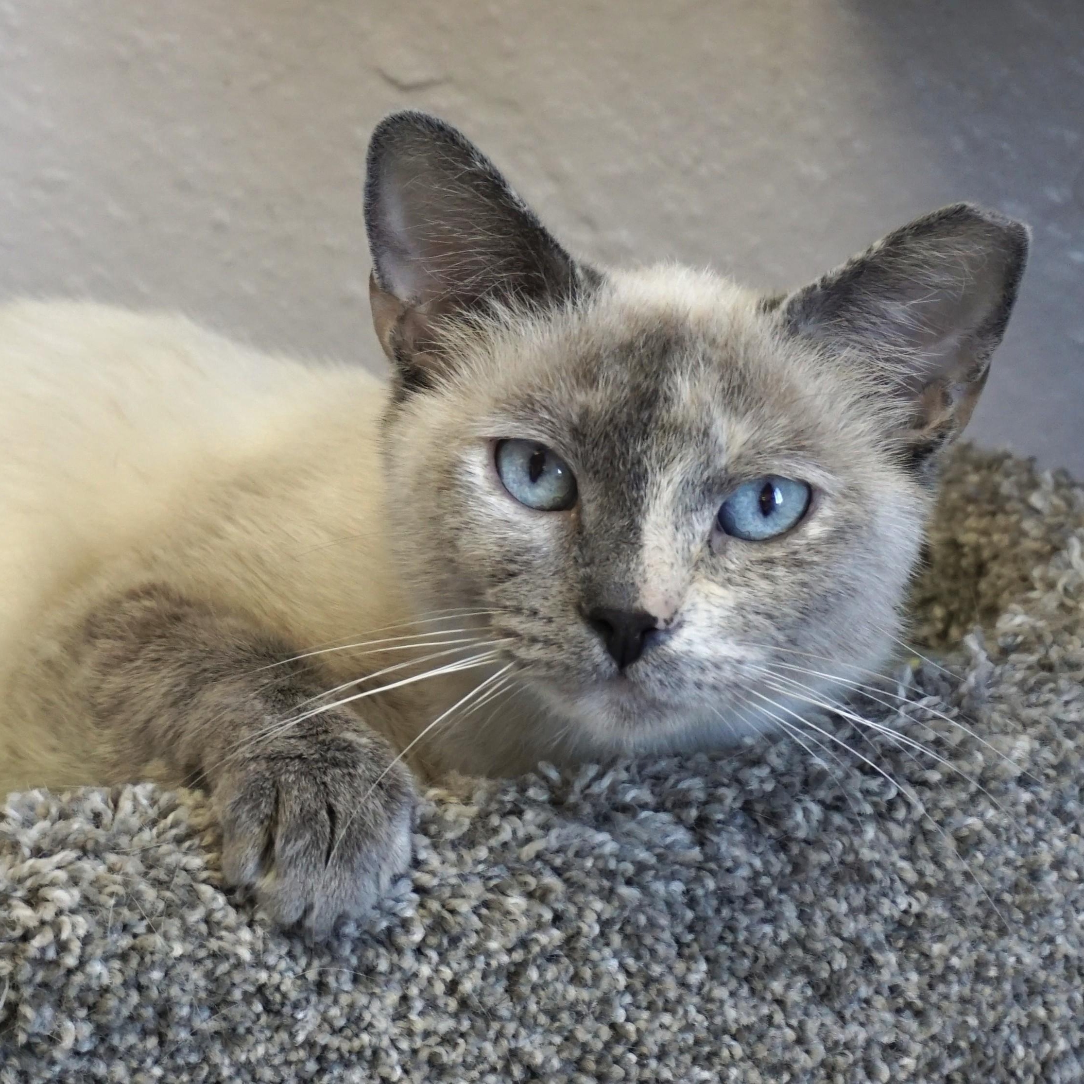 Ceviche, adoptable, Adult Female Siamese.