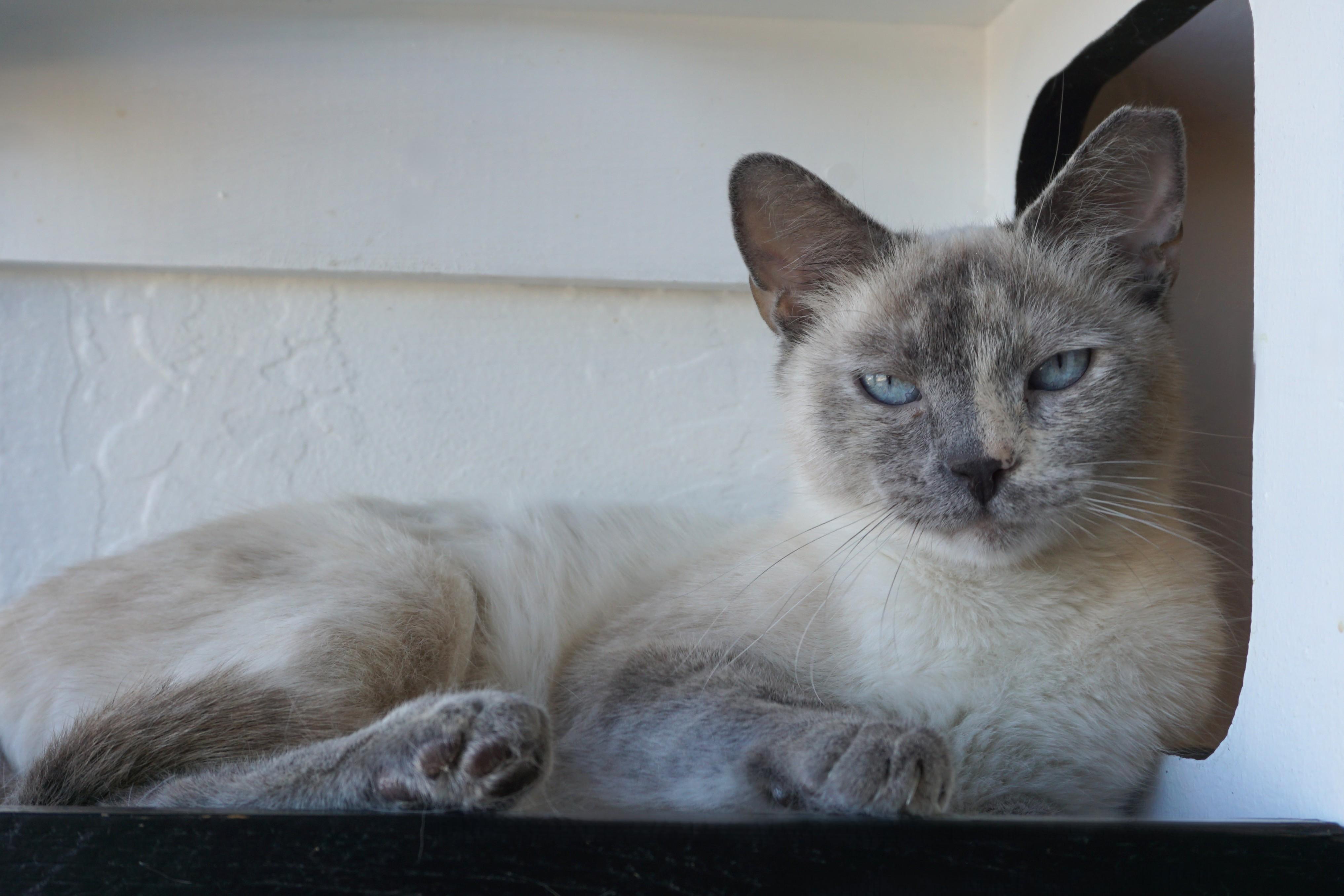 Enlarge Ceviche, a ADOPTABLE Siamese in Fountain Hills, AZ image 2/3