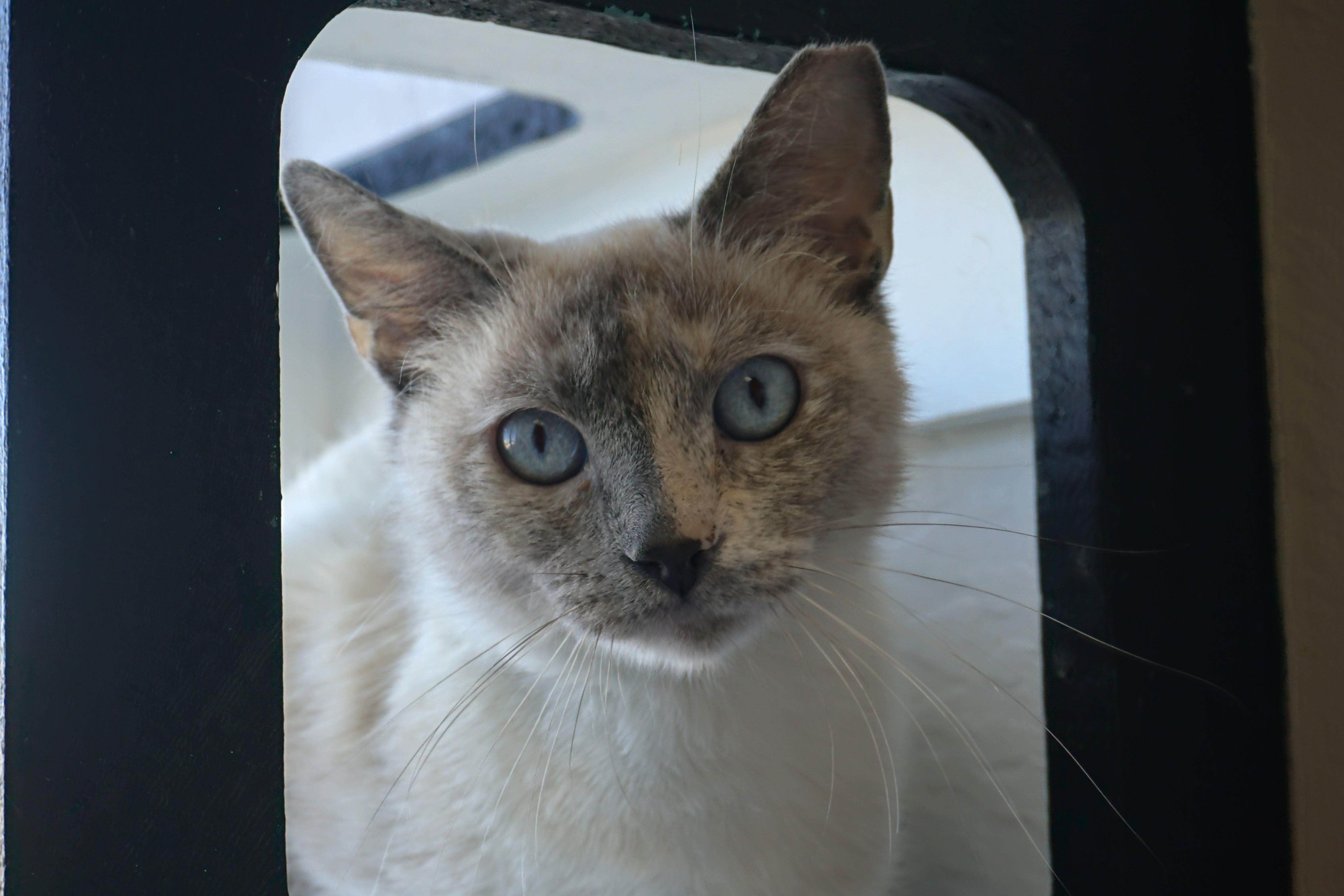 Enlarge Ceviche, a ADOPTABLE Siamese in Fountain Hills, AZ image 3/3