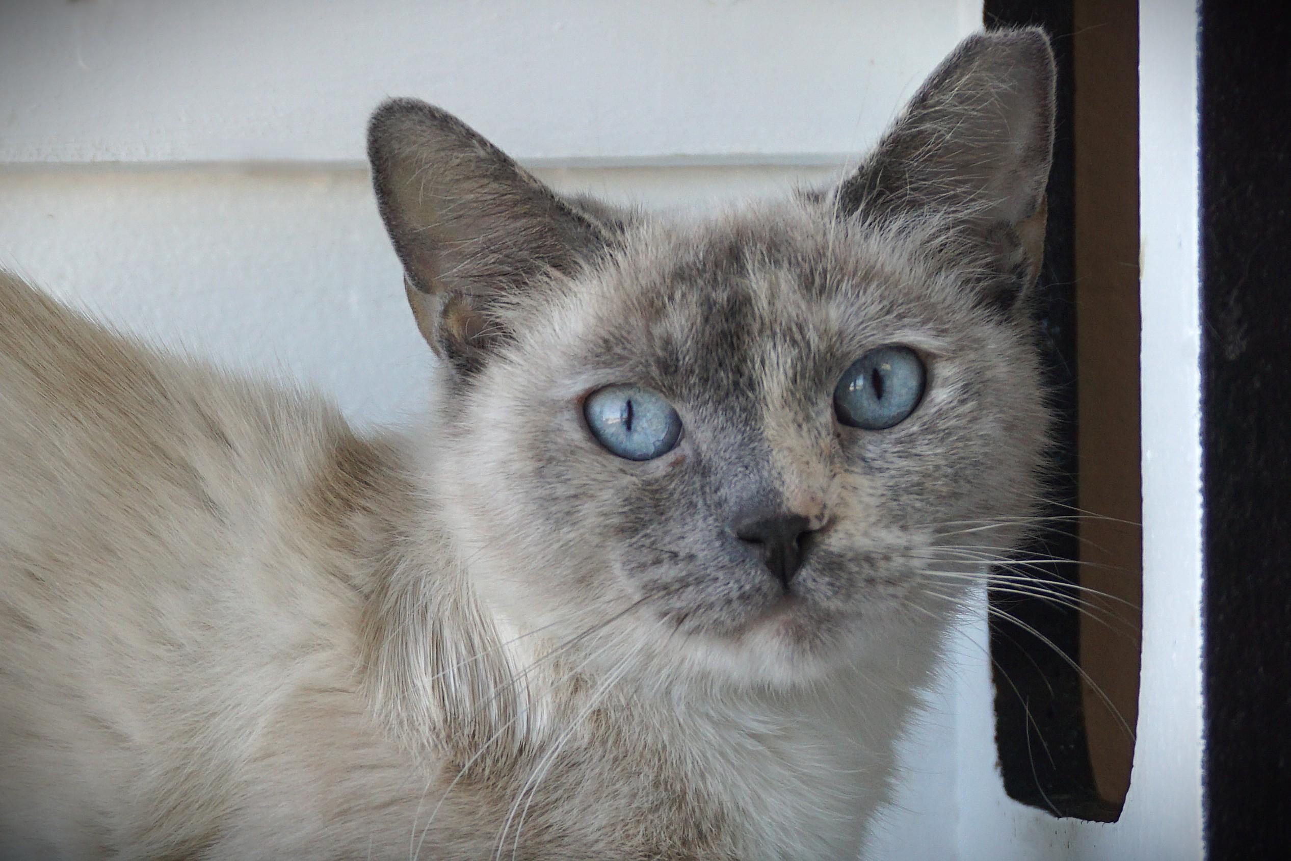 Enlarge Ceviche, a ADOPTABLE Siamese in Fountain Hills, AZ image 1/3