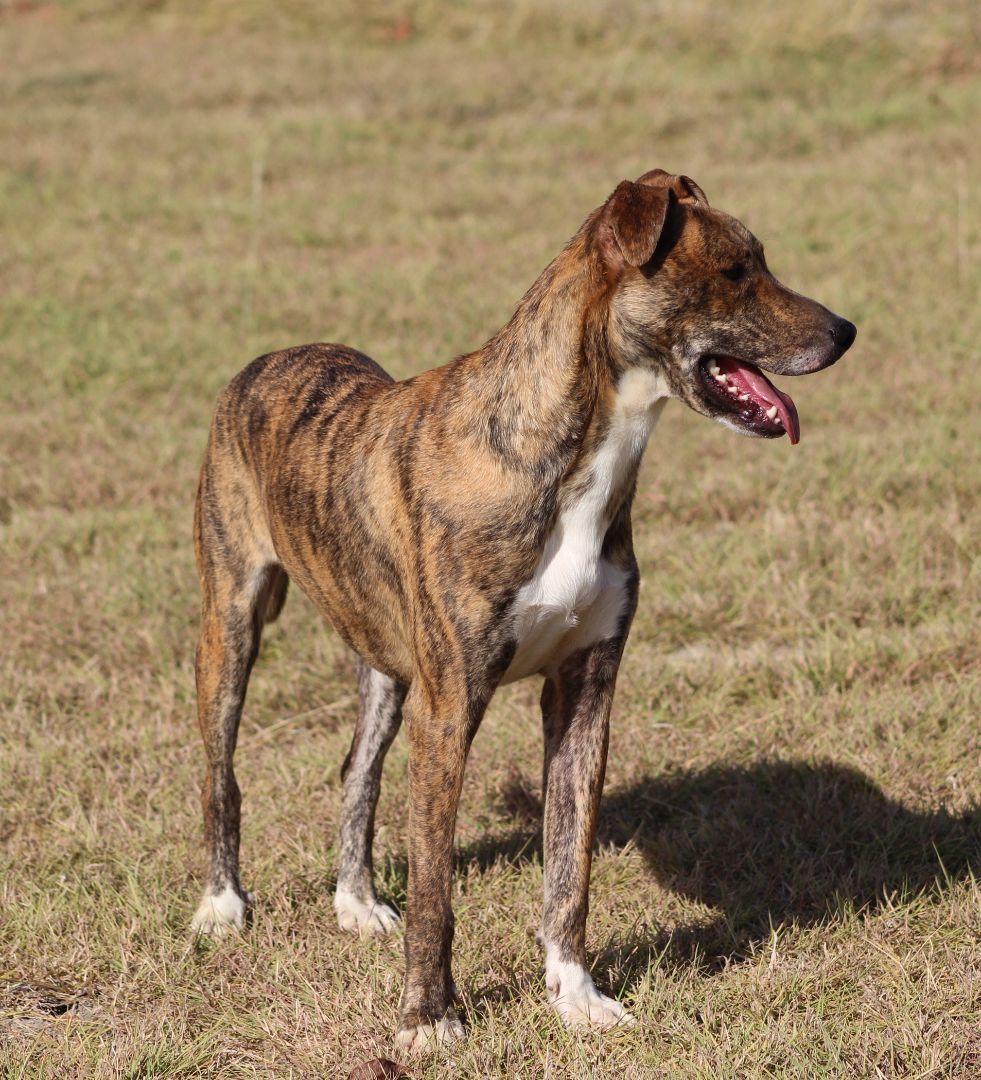 Enlarge Nikki, a Adoptable mixed breed in Temple, TX image 1/6