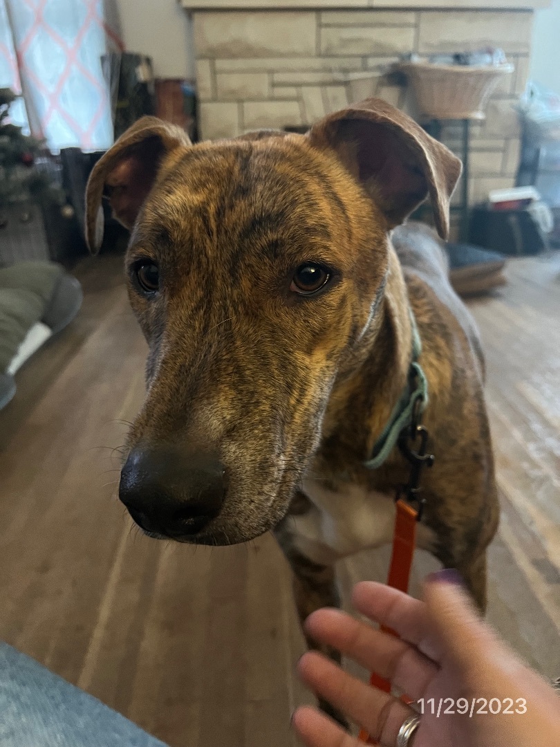 Enlarge Nikki, a Adoptable mixed breed in Temple, TX image 4/6