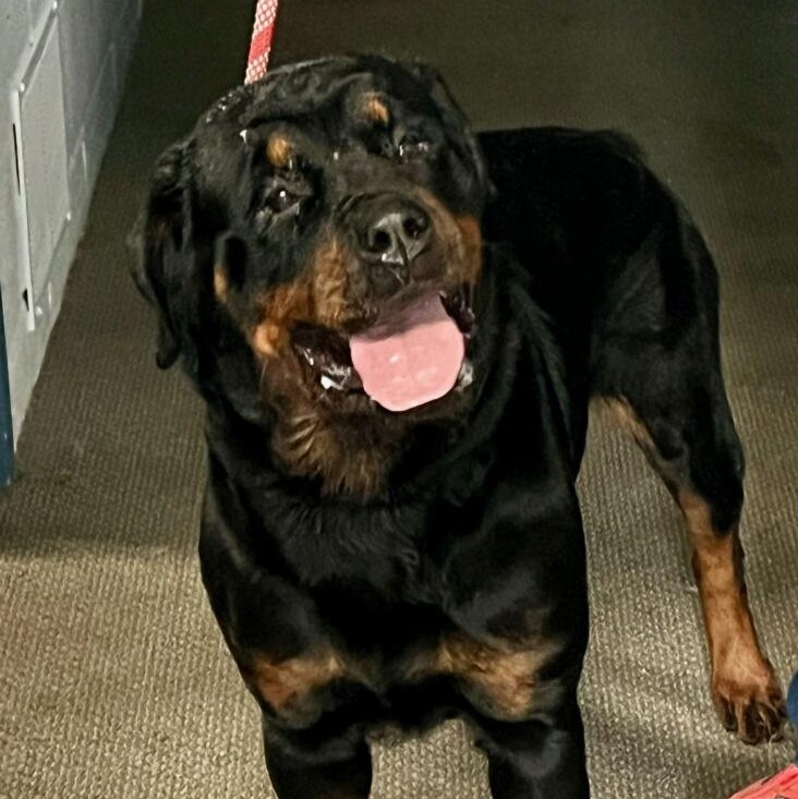 Vanessa, Young Female Rottweiler