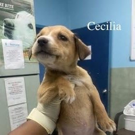 Cecilia (20260219-11)
