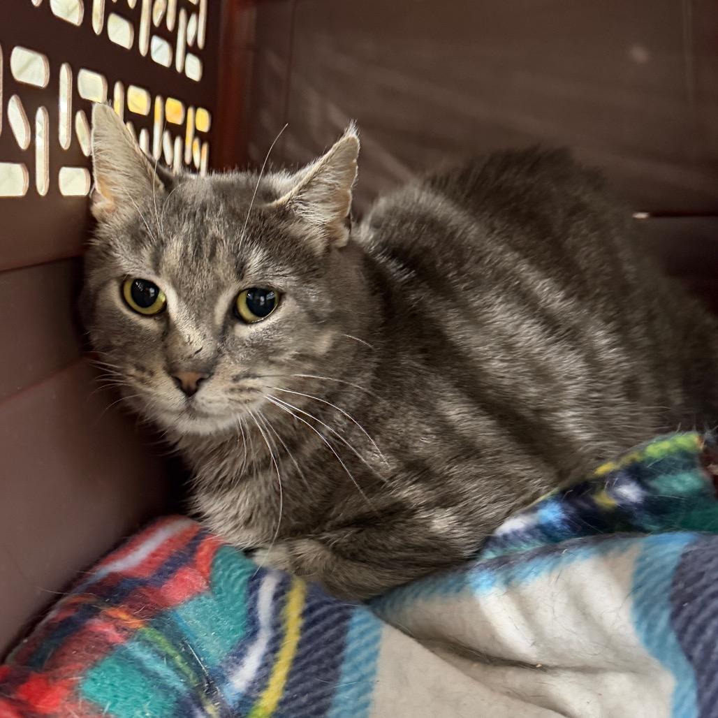 Pecial Kitty, Adoptable, Adult Female Domestic Short Hair.