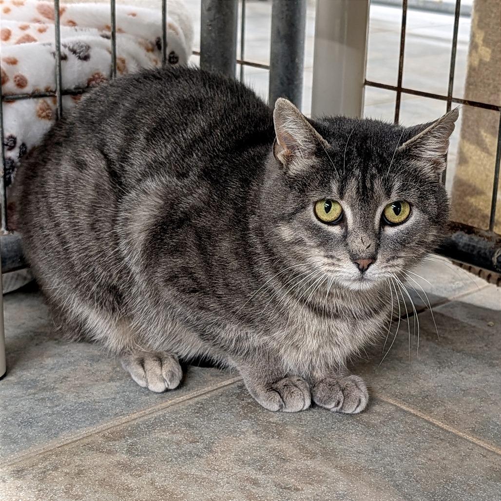 Enlarge Pecial Kitty, a Adoptable Domestic Short Hair in East Smithfield , PA image 2/6