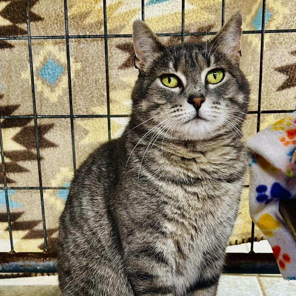 Enlarge Pecial Kitty, a Adoptable Domestic Short Hair in East Smithfield , PA image 2/6