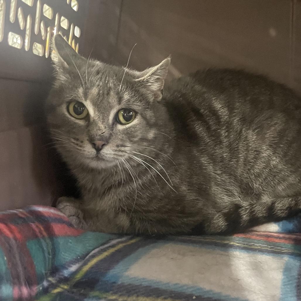 Enlarge Pecial Kitty, a Adoptable Domestic Short Hair in East Smithfield , PA image 3/6