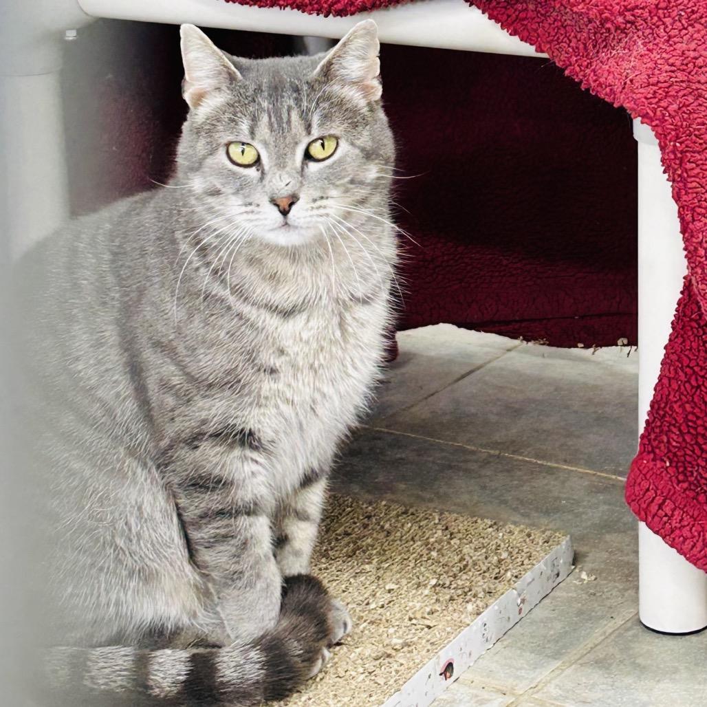 Enlarge Pecial Kitty, a Adoptable Domestic Short Hair in East Smithfield , PA image 3/6