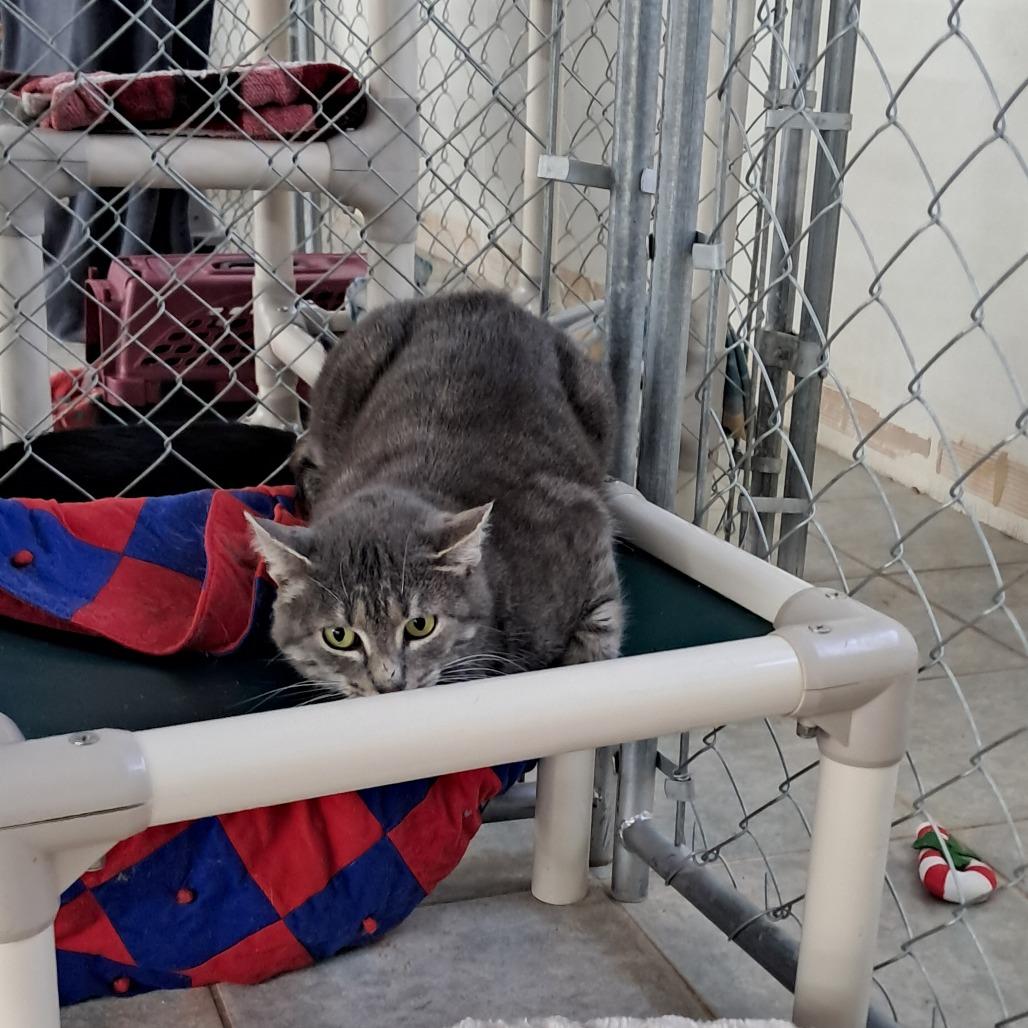 Enlarge Pecial Kitty, a Adoptable Domestic Short Hair in East Smithfield , PA image 4/6